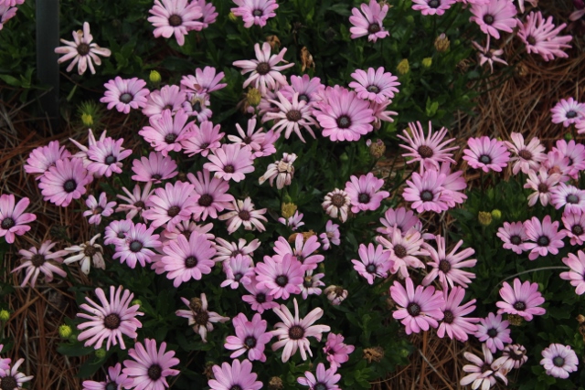 Osteospermum Bright Lights Pinkjpg